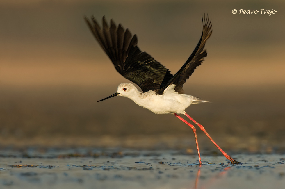 Cigüeñuela (Himantopus himantopus)